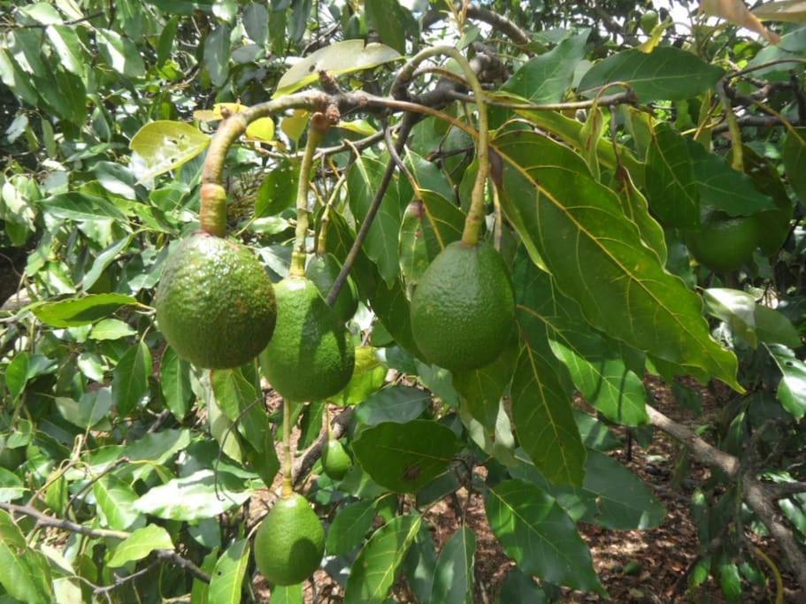 Moonya Avocado Farm Cottage - With Early Check-In جبل تامبورين المظهر الخارجي الصورة